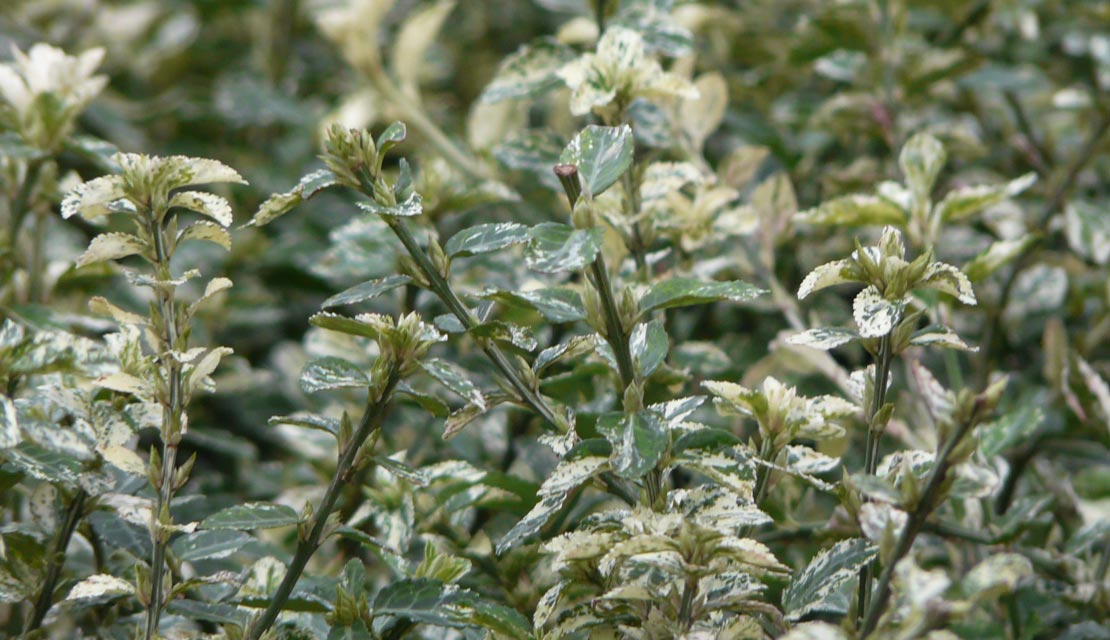 Euonymus fortunei Harlequin - Kardinaalsmuts - kopen bij Neutkens planten- en bomencentrum