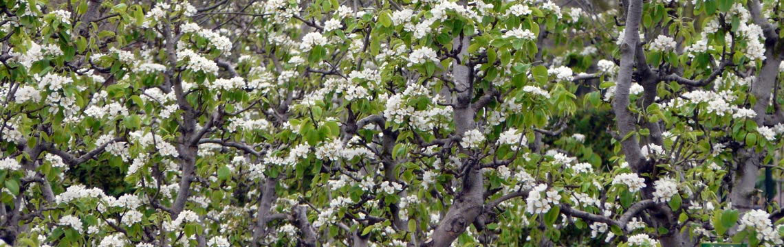 Kleinfruit - Bessen - Appelboom - Frambozen - Fruitbomen kopen bij Neutkens