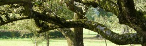 Kleinfruit - Bessen - Frambozen - Fruitbomen kopen bij Neutkens