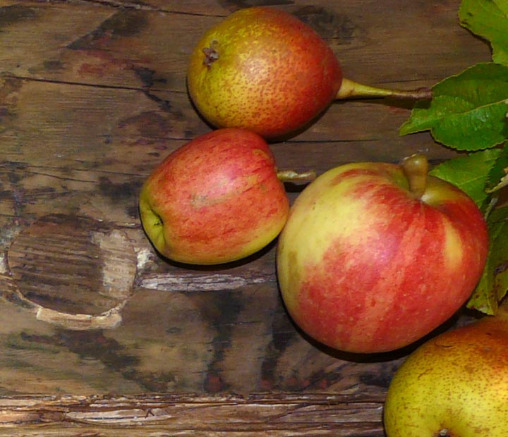 Hoogstam fruitbomen - Fruitbomen kopen bij Neutkens planten- en bomencentrum