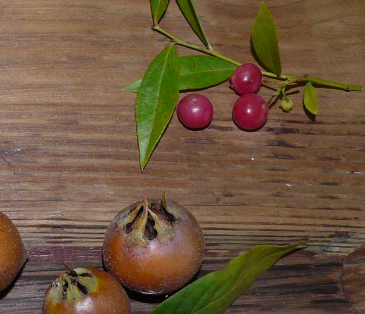 Kleinfruit - bessenstruiken - frambozen - Fruitbomen kopen bij Neutkens planten- en bomencentrum
