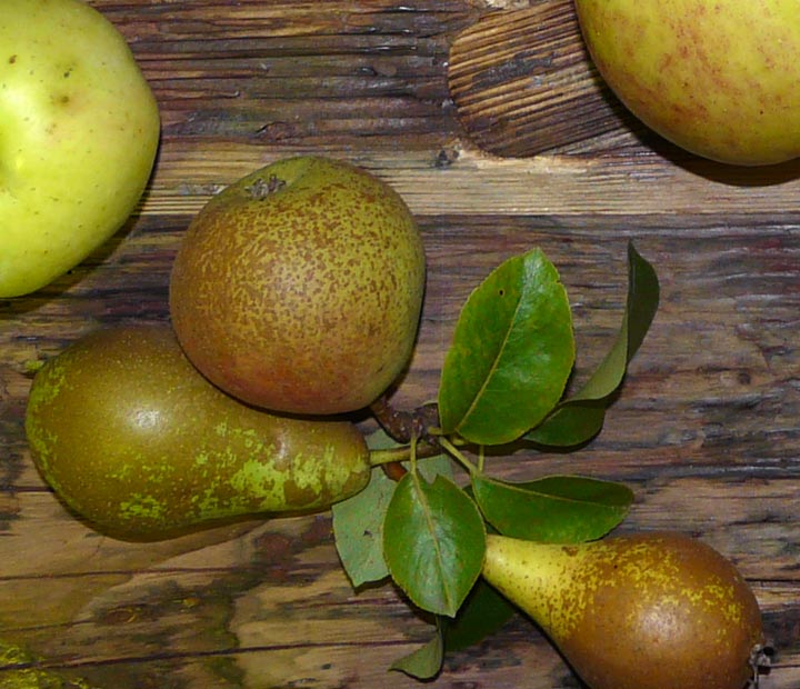 Lei Fruitbomen - Fruitbomen kopen bij Neutkens planten- en bomencentrum
