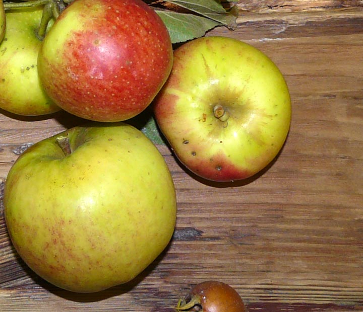 Oude fruitbomen - Fruitbomen kopen bij Neutkens planten- en bomencentrum