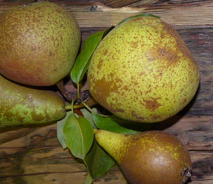 Patiofruit - Fruitbomen kopen bij Neutkens planten- en bomencentrum