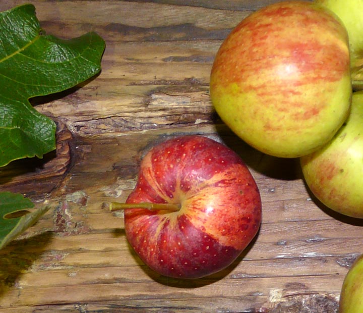 Zuilfruit - Fruitbomen kopen bij Neutkens planten- en bomencentrum