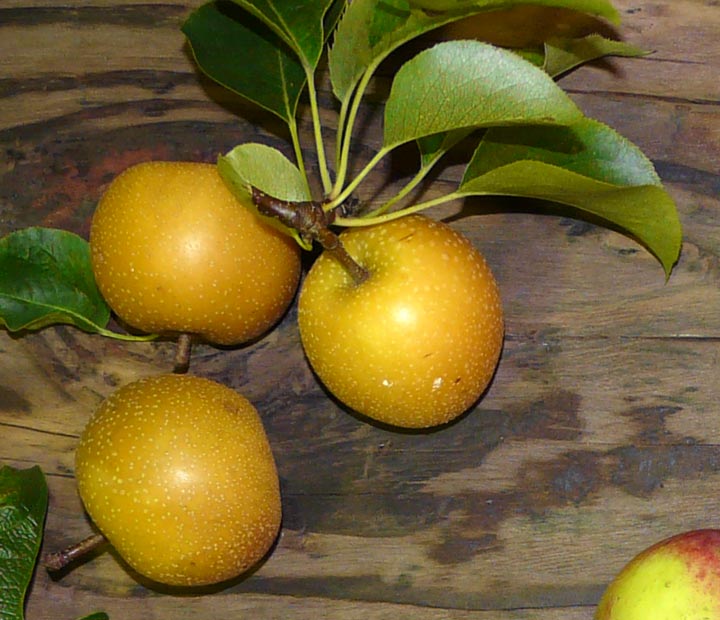 halfstam Fruitbomen kopen bij Neutkens planten- en bomencentrum