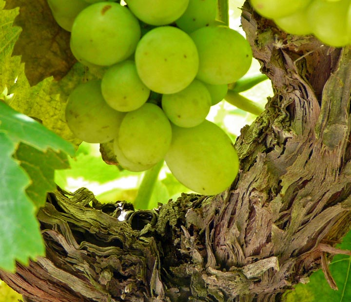 Druivenstronken - Fruitbomen kopen bij Neutkens planten- en bomencentrum
