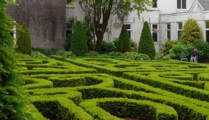 Buxus sempervirens - Palmboompje - buxushaag - haagplanten kopen bij Neutkens
