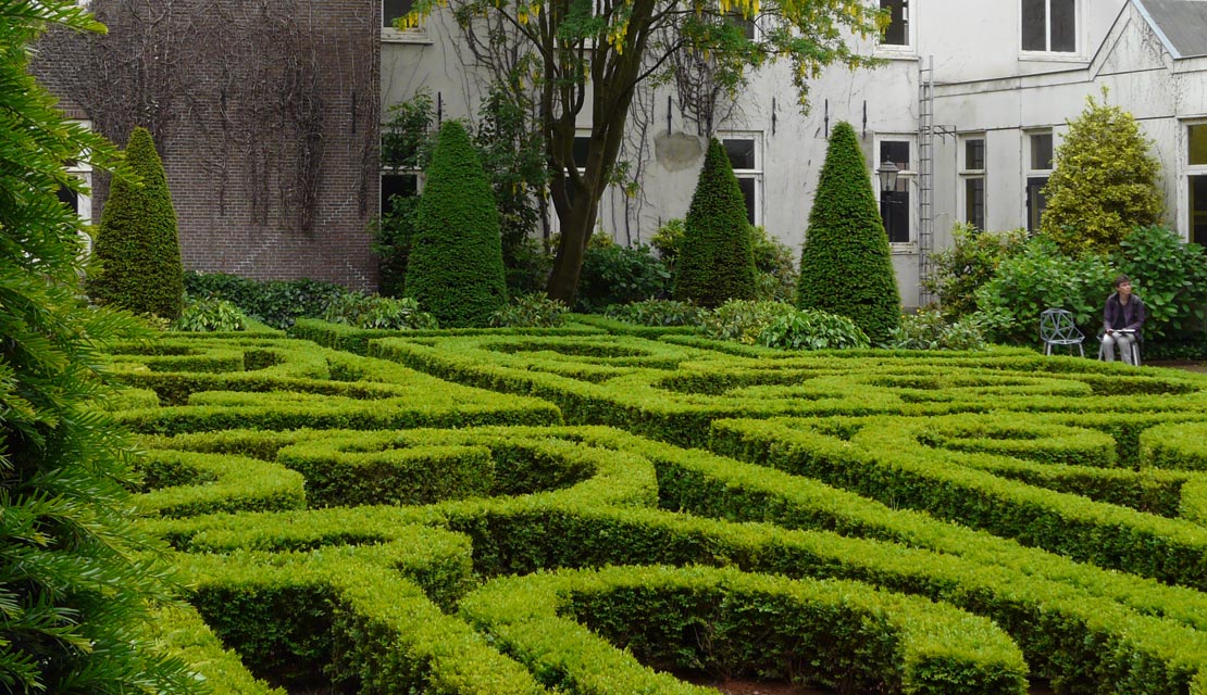 Buxus sempervirens - Palmboompje - buxushaag - haagplanten kopen bij Neutkens