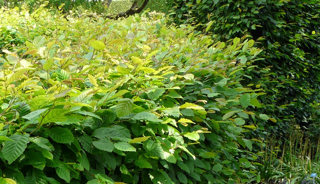 Carpinus betulus - Haagbeuk - haagplanten kopen bij Neutkens