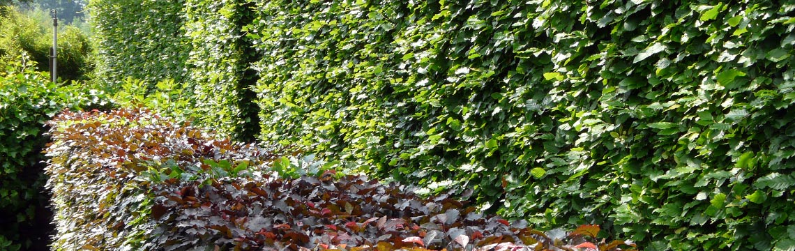 Verdampen Gelijkmatig isolatie Haagplanten | Neutkens Planten- en bomencentrum