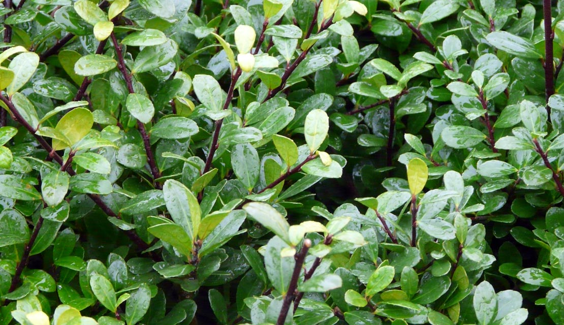 Ilex crenata Dark Green - Japanse Hulst - haagplanten kopen bij Neutkens