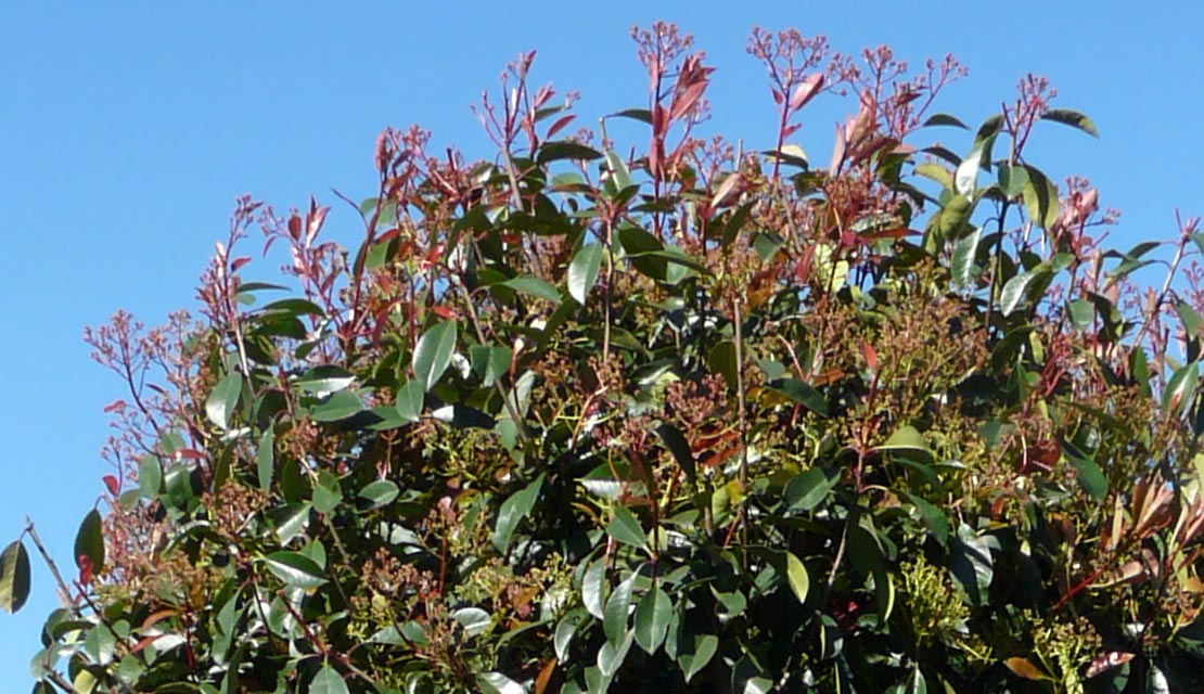Photinia fraseri Red Robin - Glansmispel - haagplanten kopen bij Neutkens