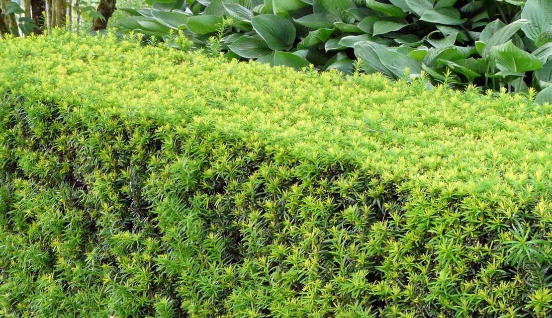 Taxus baccata - Venijnboom - haagplanten kopen bij Neutkens