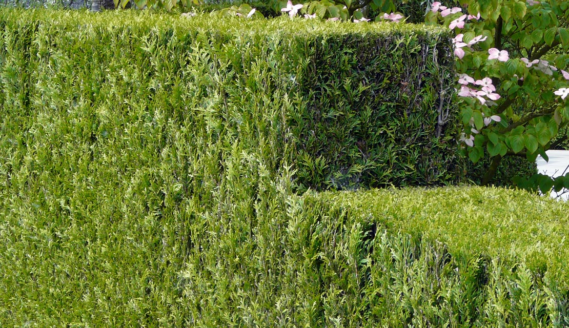 Thuja plicata - Levensboom - Haagconifeer - haagplanten kopen bij Neutkens