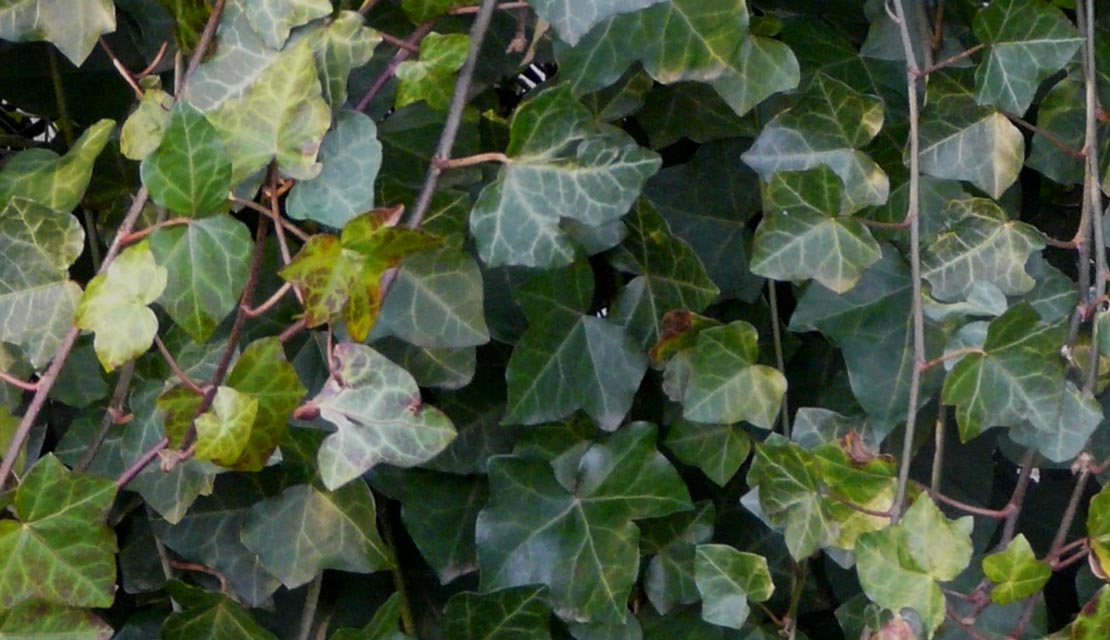 Hedera hibernica - Kruipende Klimop - kopen bij Neutkens planten- en bomencentrum