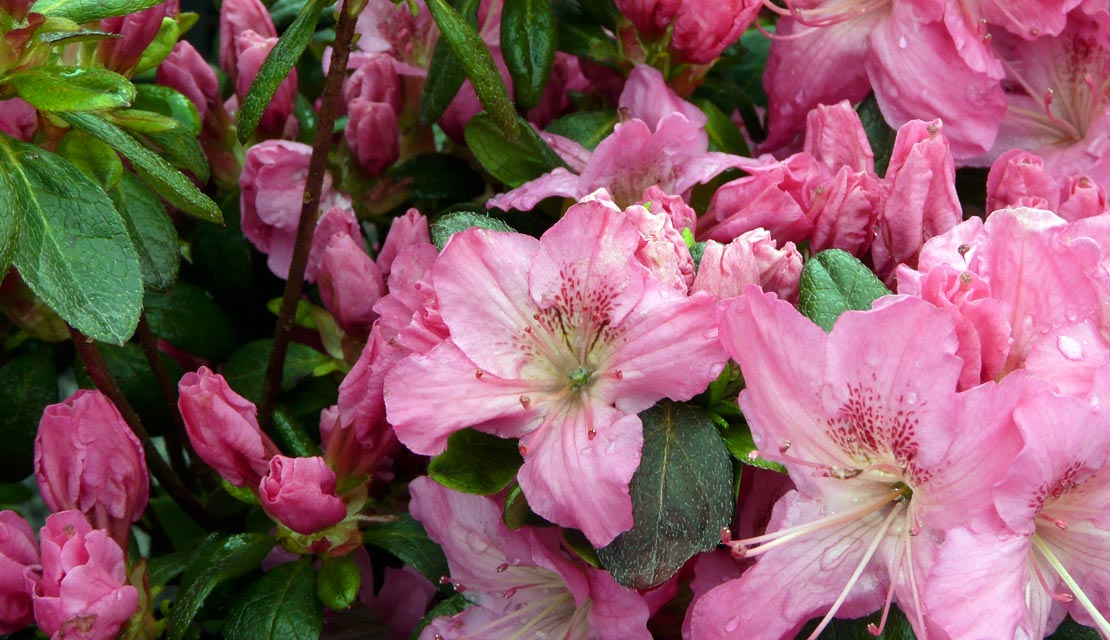 Azalea japonica Kirstin - Japanse azalea - kopen bij Neutkens planten- en bomencentrum