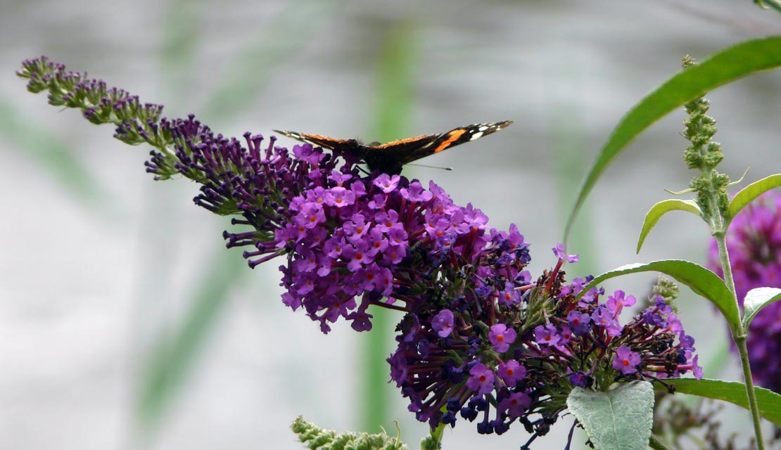 Buddleja davidii - Vlinderstruik - kopen bij Neutkens planten- en bomencentrum