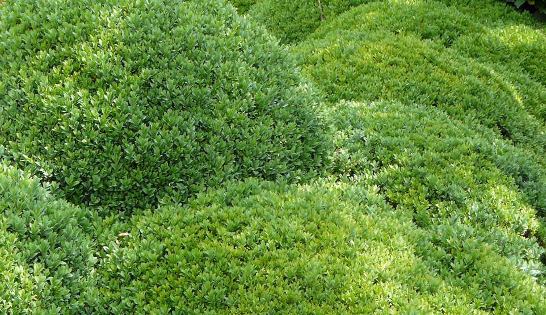 Buxus sempervirens - Palmboompje - buxusvorm - kopen bij Neutkens planten- en bomencentrum