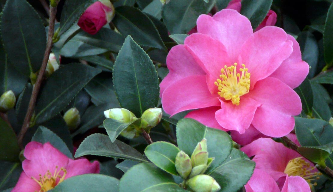 Camelia - Camellia Japonica -Camellia sasanqua - kopen bij Neutkens planten- en bomencentrum
