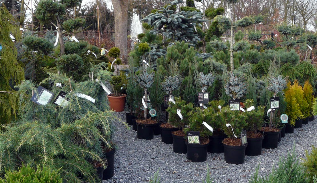 Dwergconiferen - Thuja - Chamaecyparis - Juniperus - Abies - kopen bij Neutkens planten- en bomencentrum