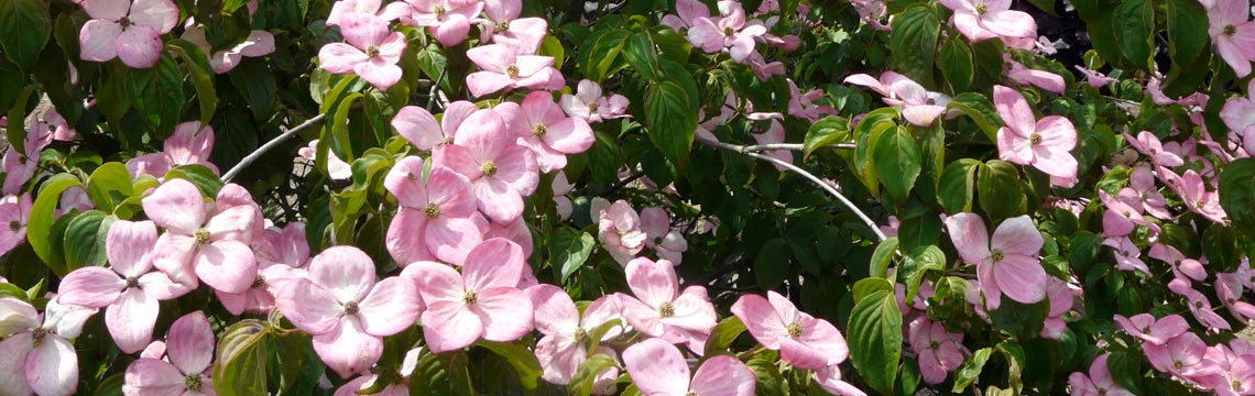 Heesters en Cornus kousa satomi - Kornoelje kopen bij Neutkens