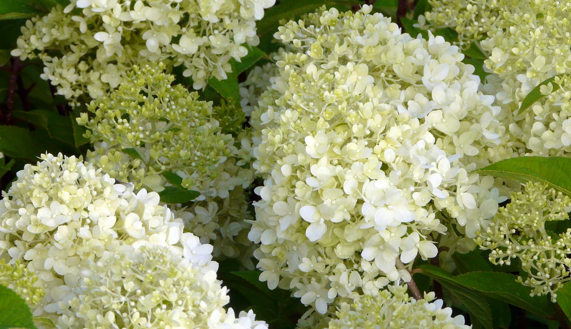 Hydrangea paniculata Limelight - Pluimhortensia - kopen bij Neutkens planten- en bomencentrum