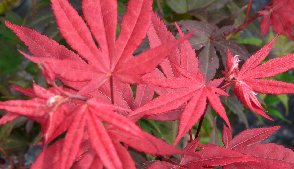 Japanse esdoorn - Acer - Acer palmatum Atropurpureum - kopen bij Neutkens planten- en bomencentrum