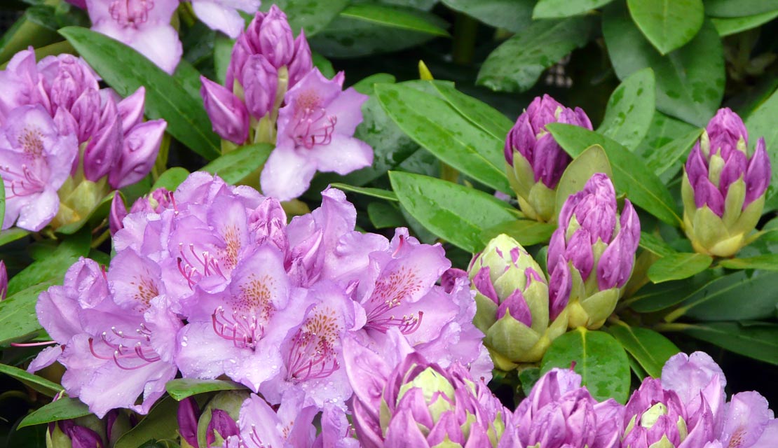Rhododendron Catawbiense Grandiflorum - Rododendron kopen bij Neutkens planten- en bomencentrum