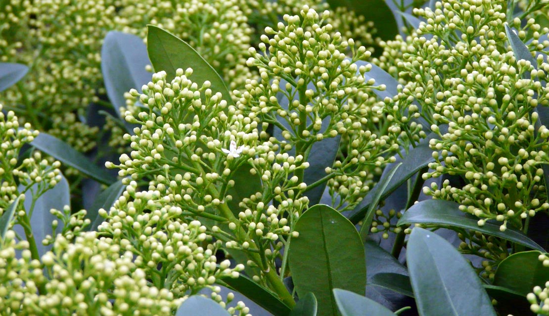Skimmia japonica - Skimmia - kopen bij Neutkens planten- en bomencentrum