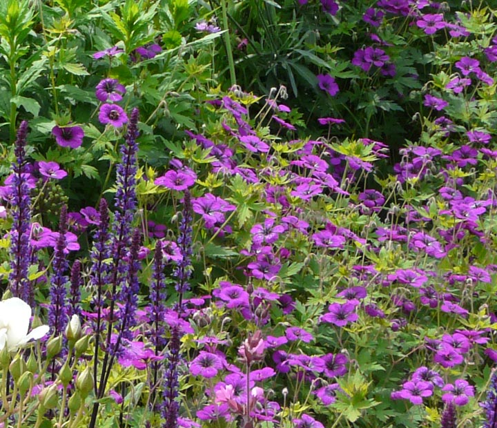 Inspiratie van Neutkens plantencentrum voor uw blauw paars bloeiende border
