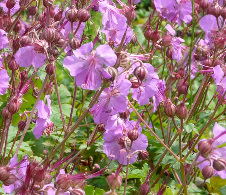 Inspiratie van Neutkens plantencentrum voor uw roze bloeiende border