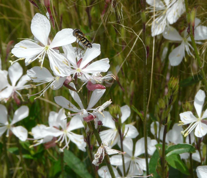 Inspiratie van Neutkens plantencentrum voor uw wit bloeiende border