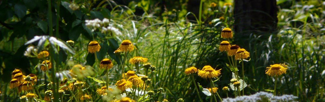 Inspiratie voor uw tuin en border van Neutkens planten- en bomencentrum