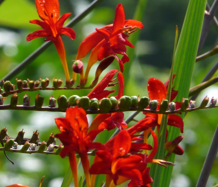 Inspiratie van Neutkens plantencentrum voor uw rood bloeiende border