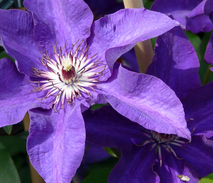 Clematis The President - Bosrank - Klimplanten kopen bij Neutkens