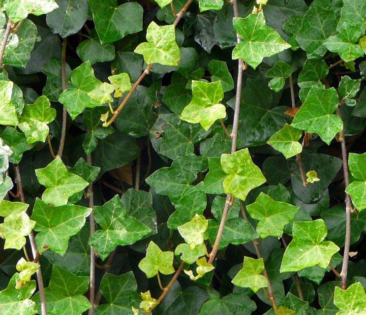 Hedera hibernica - Gewone klimop - klimplanten kopen bij Neutkens