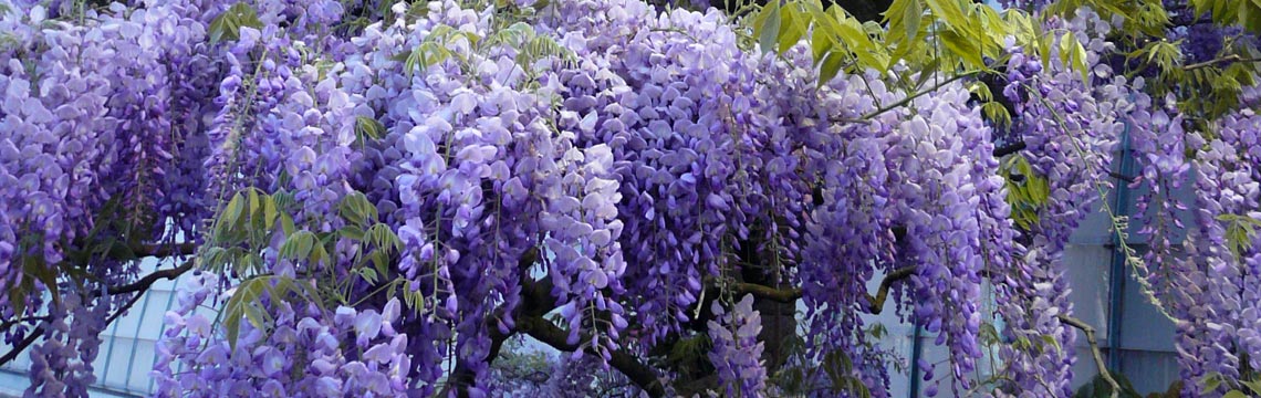 Wisteria sinensis Prolific - Blauwe regen - klimplanten kopen bij Neutkens