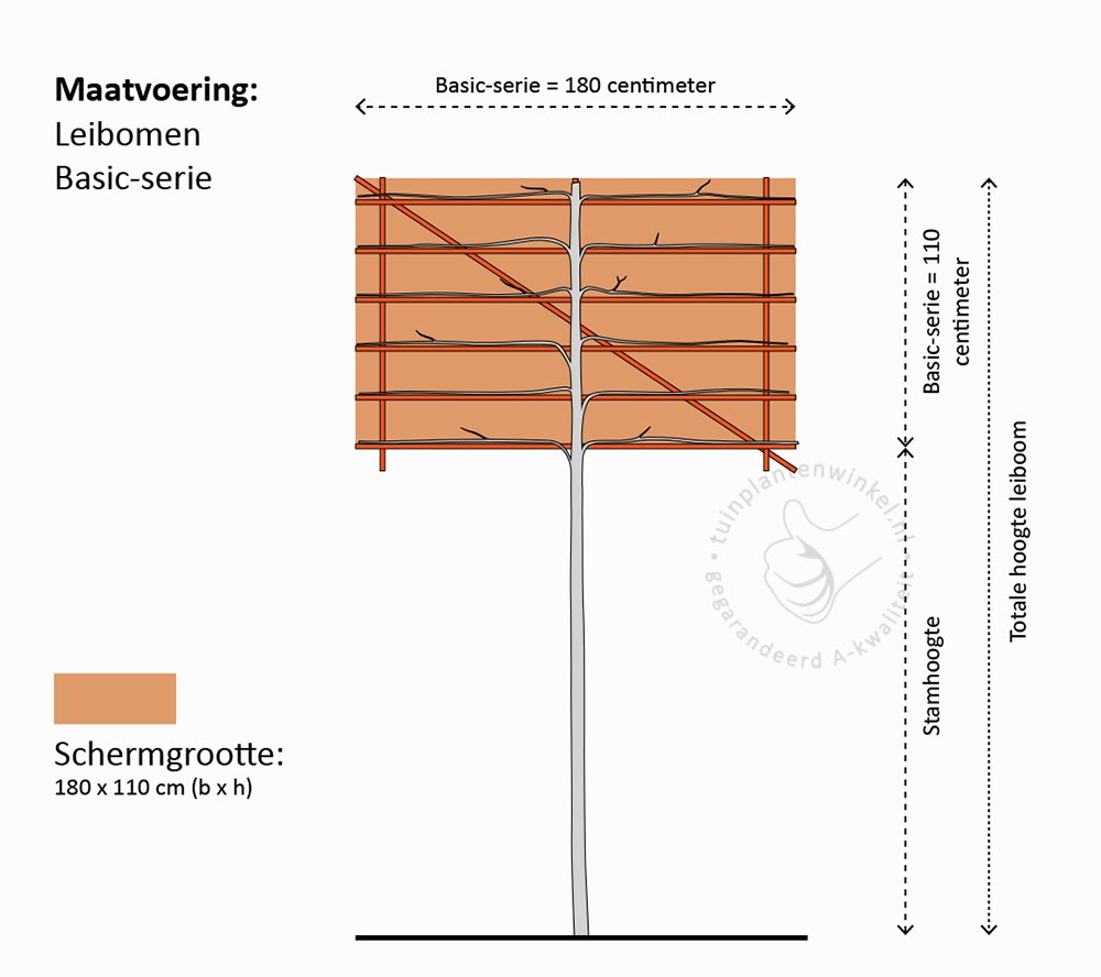 Leibomen - Basic serie - bomen kopen bij Neutkens planten en bomencentrum