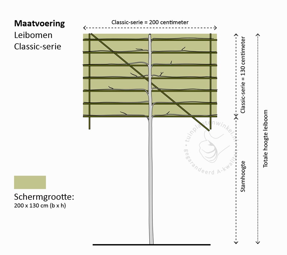 Leibomen - Classic serie - bomen kopen bij Neutkens planten en bomencentrum