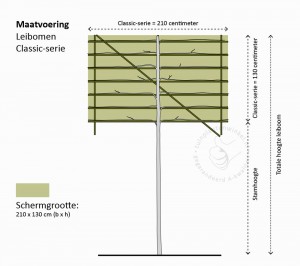 Leibomen - Classic serie - bomen kopen bij Neutkens planten en bomencentrum