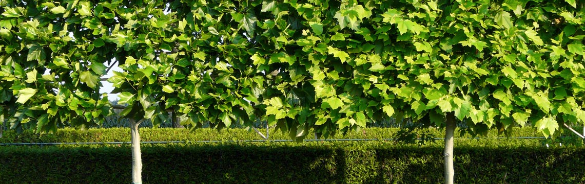 Leiplataan - Leilinde - bomen kopen bij Neutkens