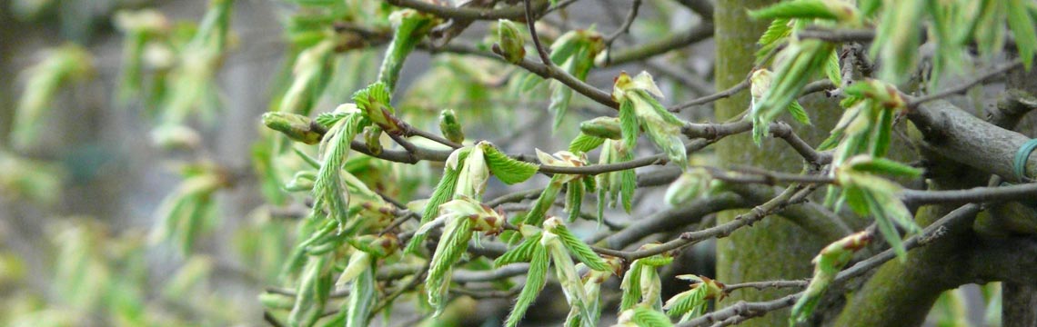 Leicarpinus of lei haagbeuk in het voorjaar