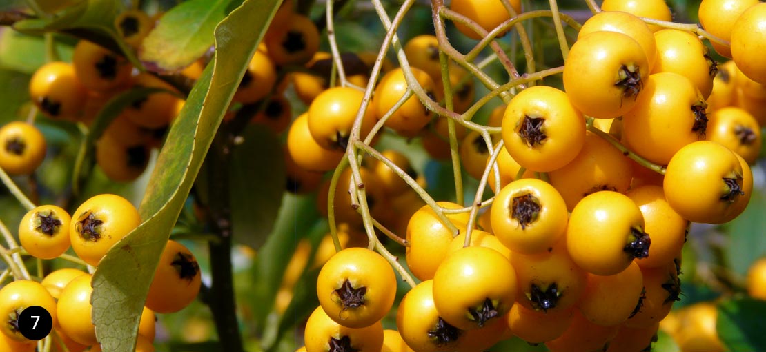 Pyracantha Soleil D Or - Gele vuurdoorn