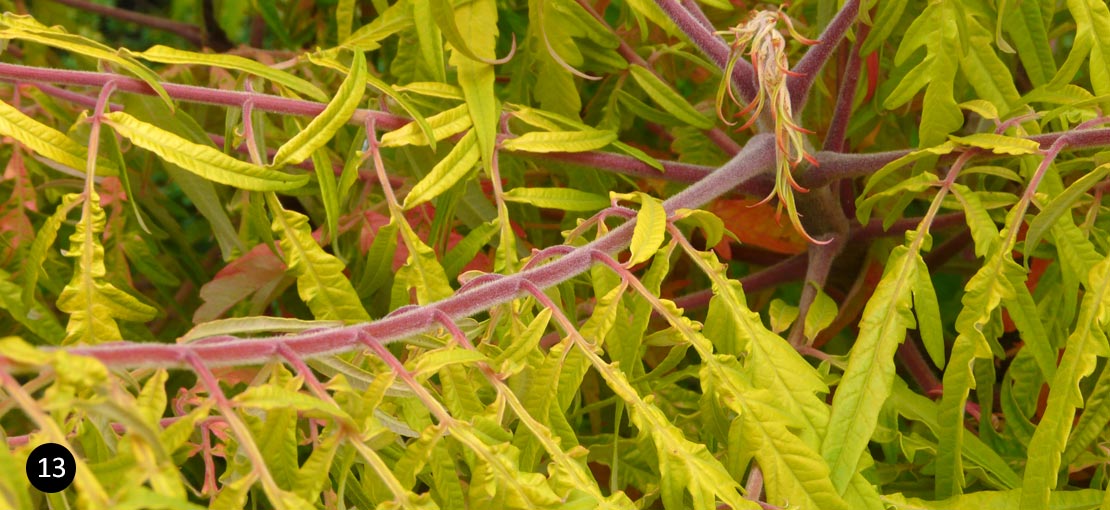 Rhus typhina Tiger Eyes - Fluweelboom - azijnboom