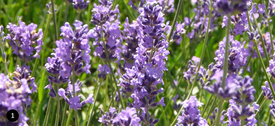 Lavandula angustifolia Munstead