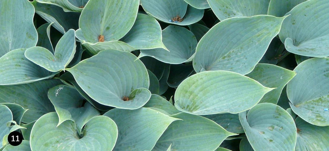 Hosta 'Halcyon'