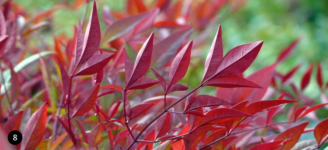 Nandina domestica - Hemelse bamboe - Schijnbamboe