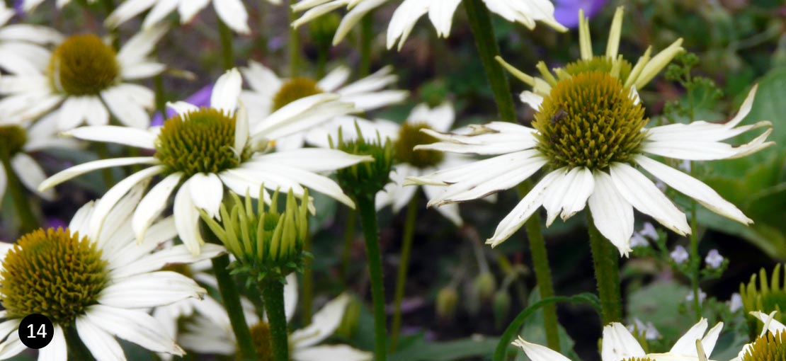 Echinacea purpurea 'Kim's Mop Head' - Zonnehoed