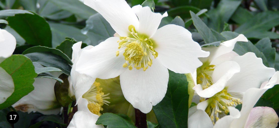 Helleborus niger - Kerstroos